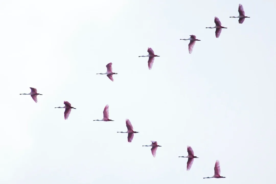 Groupe d'oiseaux roses volant en formation en V dans un ciel clair. Les plumes reflètent une teinte rose vif. Atmosphère sereine.